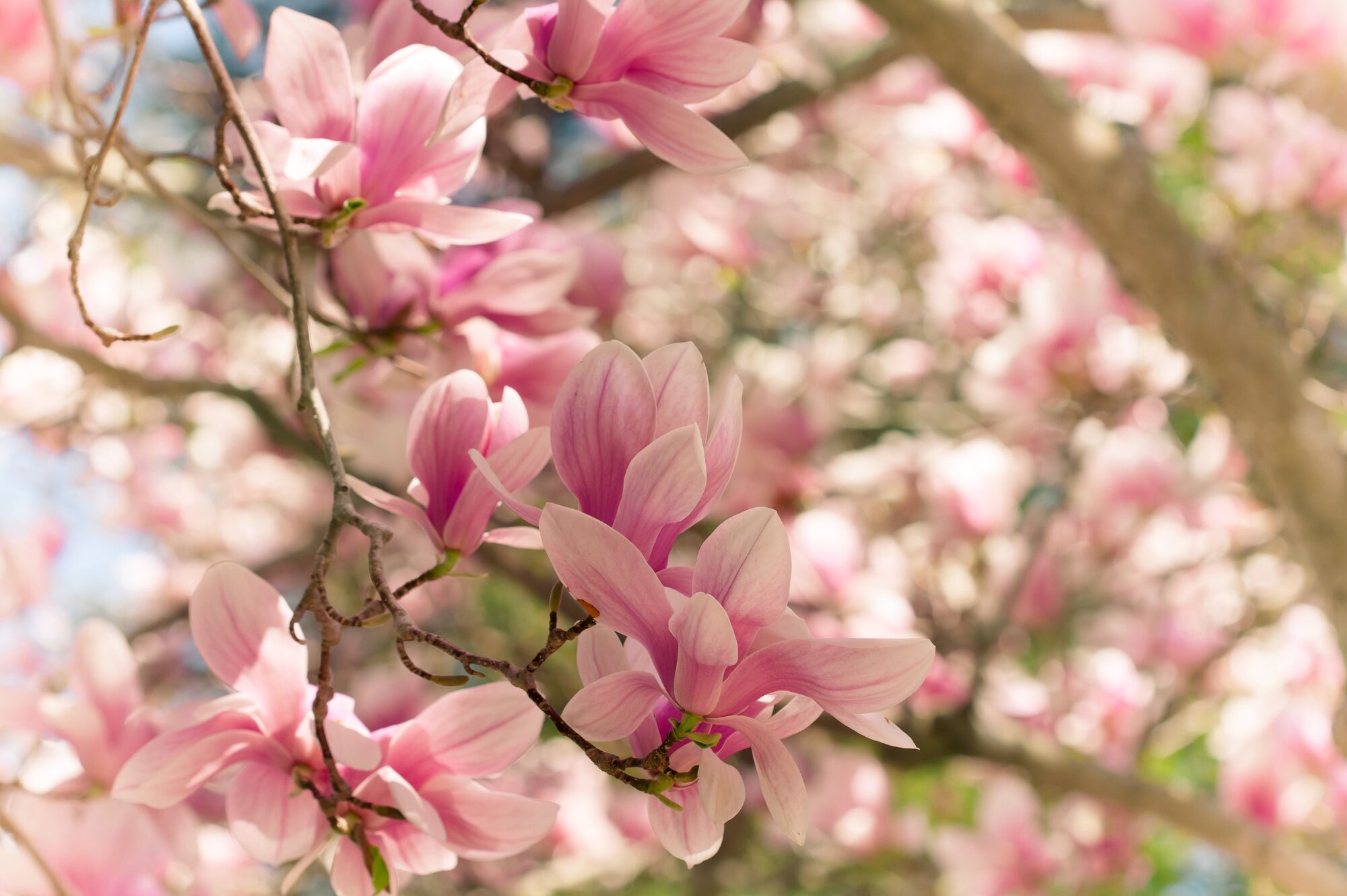 シングル&ピュアな精油のみを提供
一本一本が神聖な存在