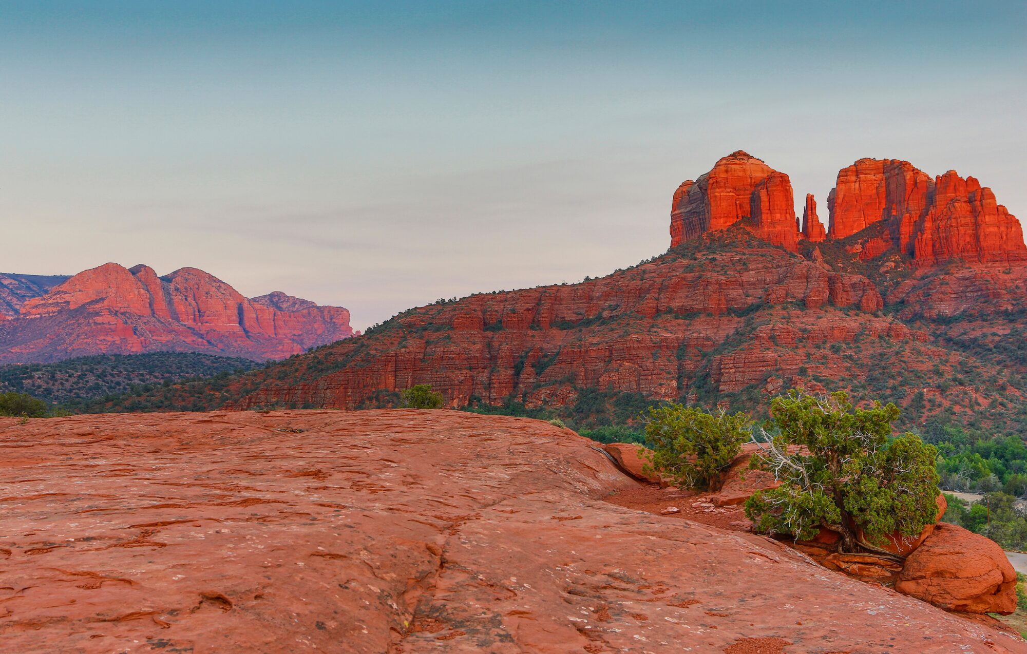 バイオダイナミック農法、野生種・自然栽培